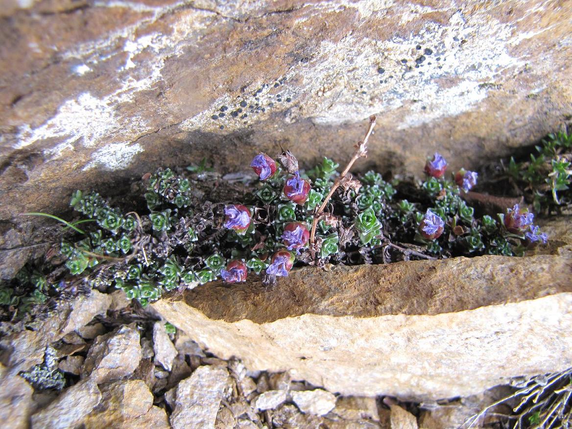 Saxifraga oppositifolia / Sassifraga a fg. opposte